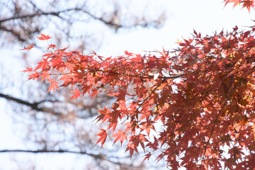 紅葉
