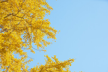 Fototapeta premium 銀杏