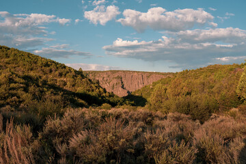 Trees and Shrubs Along the North Rim of the Black Canyon