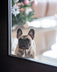 French Bulldog at Home