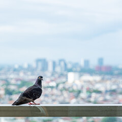 Dove at Balcony