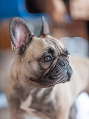 French Bulldog at Home