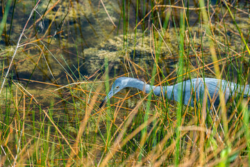 Little Blue Heron hunting for crayfish in Florida