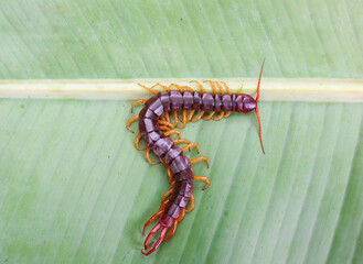 A centipede can bite. It is a poisonous animal and has a lot of legs. It's on banana leaf.