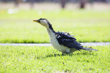 common Australian water bird called Little Pied Cormorant or  kawaupaka in a park in Adelaide, South Australia with soaked wet feathers
