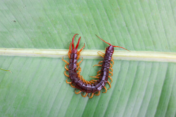 A centipede can bite. It is a poisonous animal and has a lot of legs. It's on banana leaf.