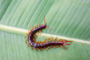 A centipede can bite. It is a poisonous animal and has a lot of legs. It's on banana leaf.