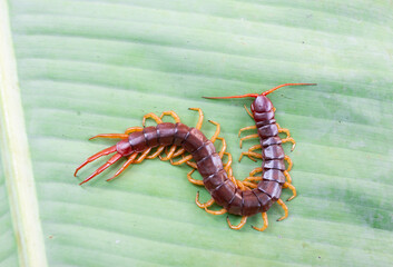 A centipede can bite. It is a poisonous animal and has a lot of legs. It's on banana leaf.