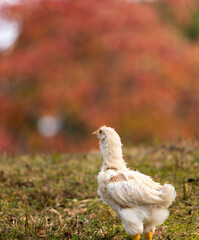 秋の赤色の紅葉と公園で遊んでいるヒヨコの姿