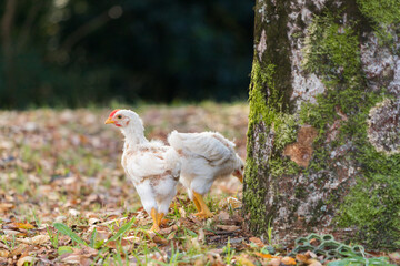 秋の公園で元気で遊んでいるヒヨコ