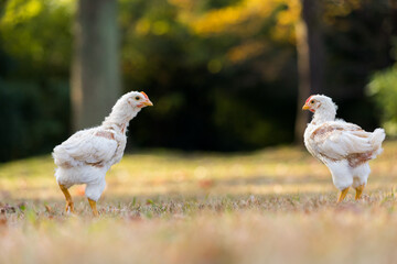 秋の公園で元気で遊んでいるヒヨコ