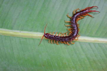 A centipede can bite. It is a poisonous animal and has a lot of legs. It's on banana leaf.