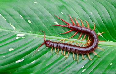 A centipede can bite. It is a poisonous animal and has a lot of legs. It's on a large leaf.
