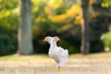 秋の公園で元気で遊んでいるヒヨコ