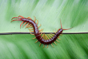 A centipede can bite. It is a poisonous animal and has a lot of legs. It's on a large leaf.