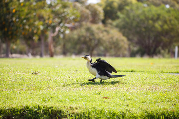 common Australian water bird called Little Pied Cormorant or  kawaupaka in a park in Adelaide, South Australia with soaked wet feathers