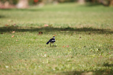 Australian magpie lark in a large field of green grass on a sunny day, searching for food in a park in Adelaide, South Australia