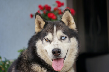 siberian husky dog