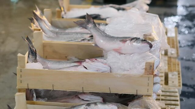 fresh big fish in the crate. fresh fish ready for sale. fish shop - market. Sale of fish lie on the shelves ready for sale.
