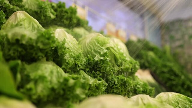 fresh lettuce on the market shelf. soaked fresh lettuce. fresh lettuce at the greengrocer vegetable shop