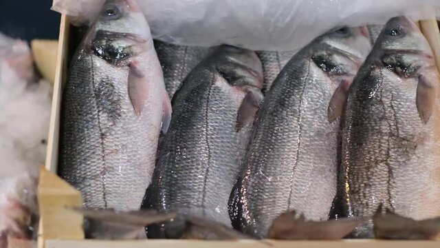 fresh big fish in the crate. fresh fish ready for sale. fish shop - market. Sale of fish lie on the shelves ready for sale.