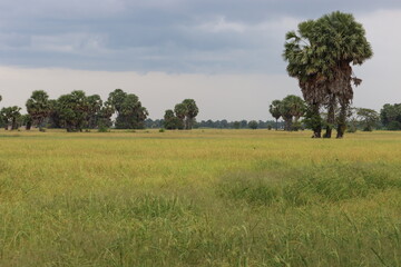 Cambodia. Rice fields near the city of Siem Reap. Siem Reap province.