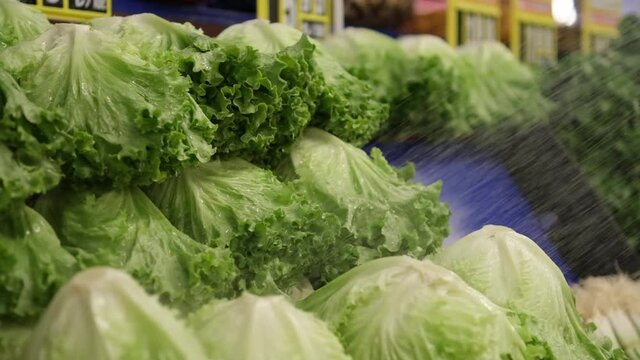 fresh lettuce on the market shelf. soaked fresh lettuce. fresh lettuce at the greengrocer vegetable shop