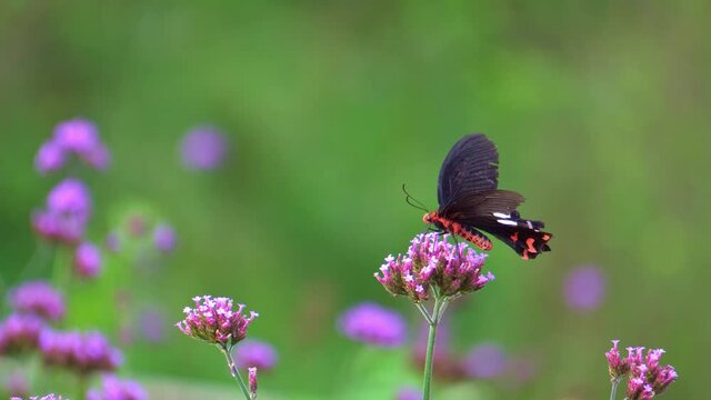 Butterfly in a flower meadow, insect, outdoor, nature, tropical exotic monarch butterfly feeding on the winter breeze, spring paradise. Lush nature background of leaves. High-quality 4k footage.