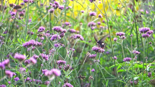 Butterfly in a flower meadow, insect, outdoor, nature, tropical exotic monarch butterfly feeding on the winter breeze, spring paradise. Lush nature background of leaves. High-quality 4k footage.
