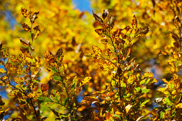 Autumn Leaves