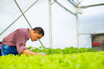 Asian senior adult man checking hydroponic vegetable harvest in farm
