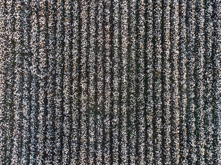High aerial view of rows of cotton plants in a field in rural Georgia