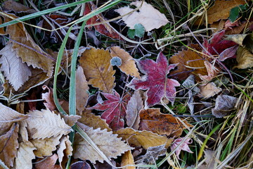 秋が終わり、落ち葉の上に霜が降りる