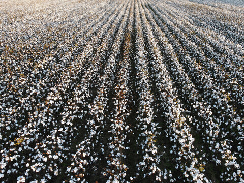16,300+ Cotton Field Stock Photos, Pictures & Royalty-Free Images - iStock