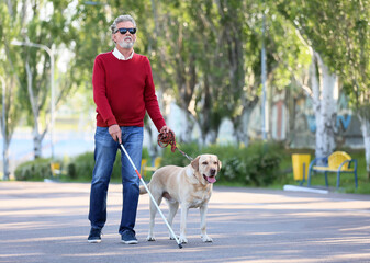 Blind senior man with guide dog walking outdoors