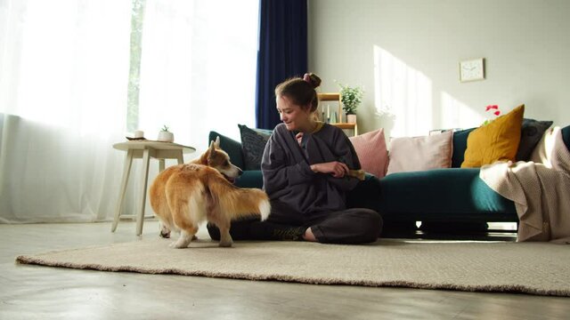 Young woman playing with corgi dog close-up. Handler showing bone to golden puppy in living room. Happy domestic animal, pembroke welsh corgi waiting for food treat. 