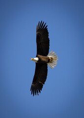 Giant wingspan of a majestic Bald Eagle