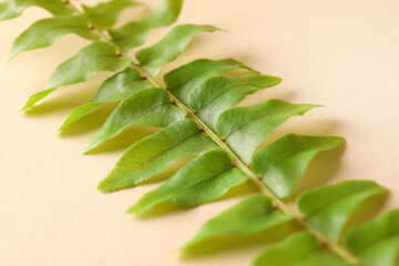Green fern leaf on color background, closeup
