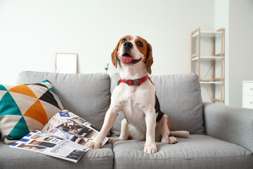 Cute Beagle dog with magazine sitting on sofa at home