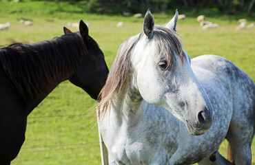 White gray horse