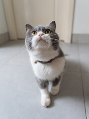 Cute British Shorthair cat, indoor shot