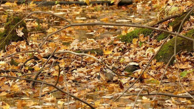 A small brown bird searching for food on the forest floor covered with dried leaves. 