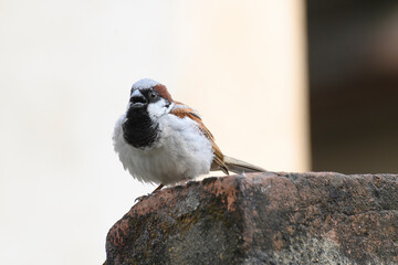 Male house sparrow bird, Passer domesticus, a bird of the sparrow family Passeridae , often found in Indian homes.