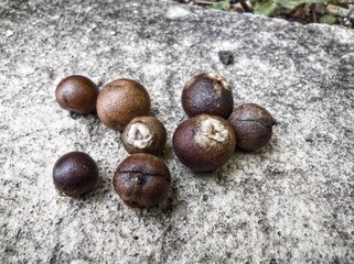 açaí seed, already dries on top of cement