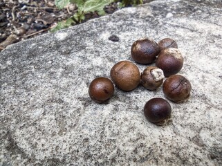 açaí seed, already dries on top of cement