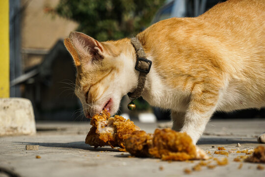 Cats are eating fried chicken