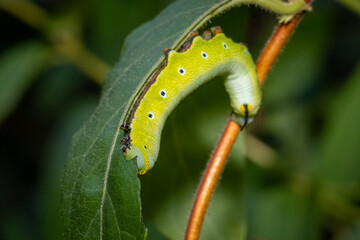 A Snowberry Clearwing (Hemaris Diffinis) caterpillar munching on a leaf. Raleigh, North Carolina.