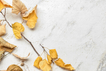 Linden autumn leaves on light background