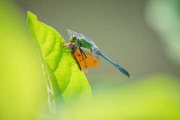 A young male Eastern Pondhawk (Erythemis simplicicollis) with its prey, an Eastern Amberwing (Perithemis tenera). Raleigh, North Carolina.