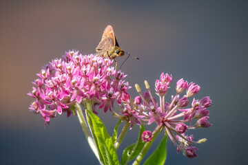 A Little Glassywing (Pompeius verna) partakes in some nectar from bright pink milkweed blooms.